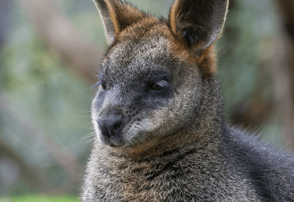 .net.au domain name